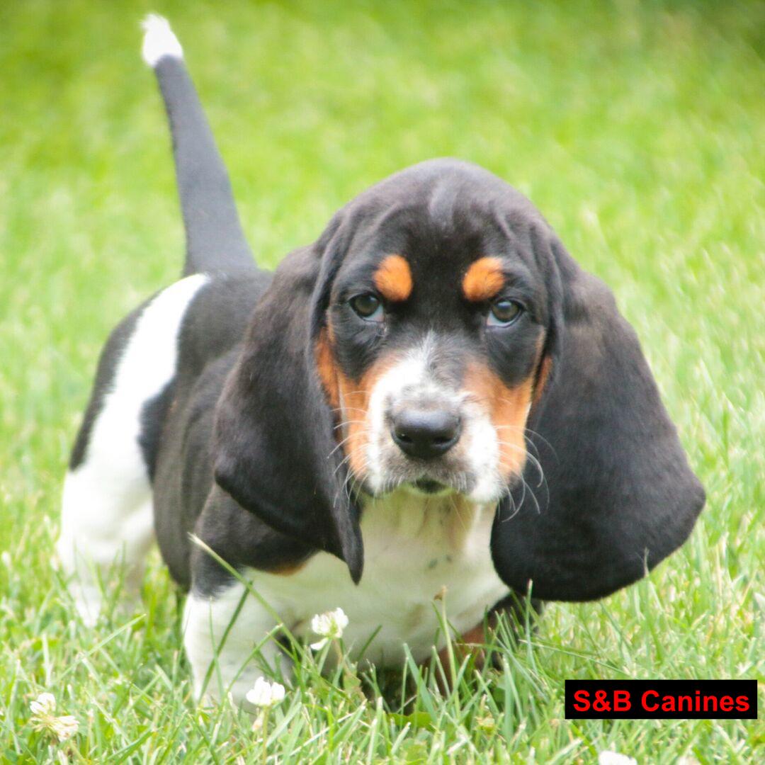 Puppy Image